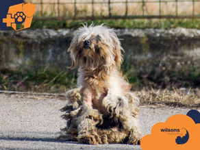 Shaggy dog sitting on a pavement with a grassy background. Dog appears unkempt. Logos and text, "wilsons HEALTH," are visible.