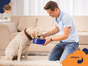 Man in blue shirt kneels, feeding dog with blue bowl in cozy living room. Couch and rug in background. "Wilsons Health" logo visible.