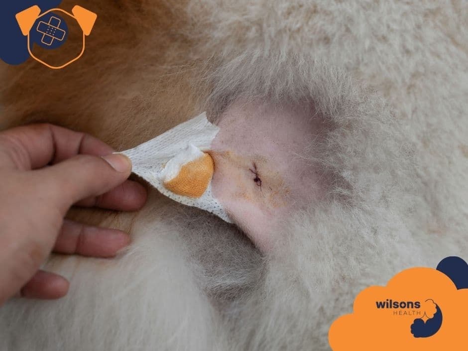 A person removes a bandage from a sutured wound on a fluffy animal. Orange and blue design with "Wilsons Health" text in the corner.
