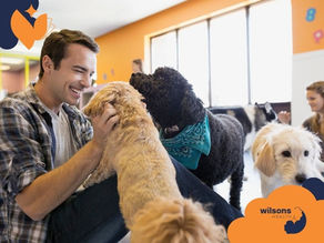 Man smiling and petting dogs indoors, with other dogs and a woman in the background. Bright room with orange accents. Text: "wilsons HEALTH".