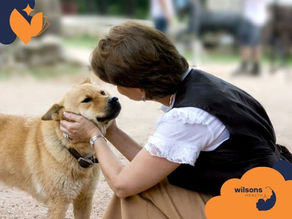 Woman gently holds a dog's face, showing affection. Outdoor setting with blurred background. "Wilsons Health" logo visible, creating a warm mood.