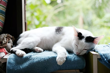 AdobeStock_175968435.jpeg