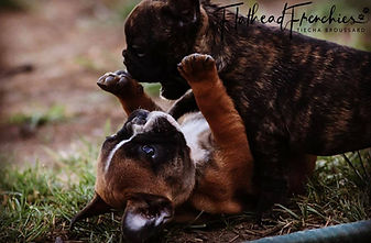 #availablefrenchbulldogpuppies #montanafrenchbulldogpuppies