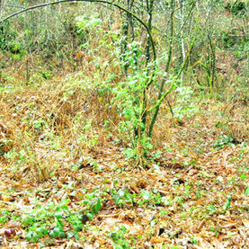 1.733 m2 máis de bosque autóctono