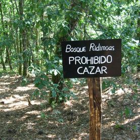 Bosque Ridimoas: PROHIBIDO CAZAR