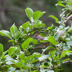 Papuxa das moras