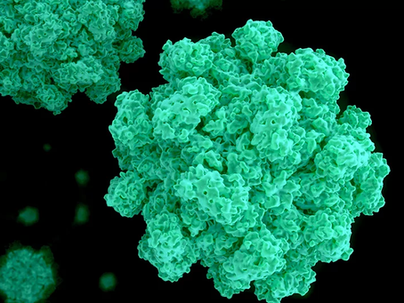 Casos de norovirus superan el promedio normal