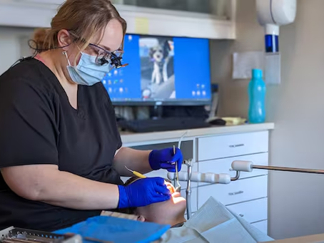 El gobierno busca atraer más proveedores para su plan dental