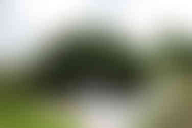 Timeless wedding photo couple kissing in botanicals