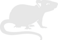 A rat