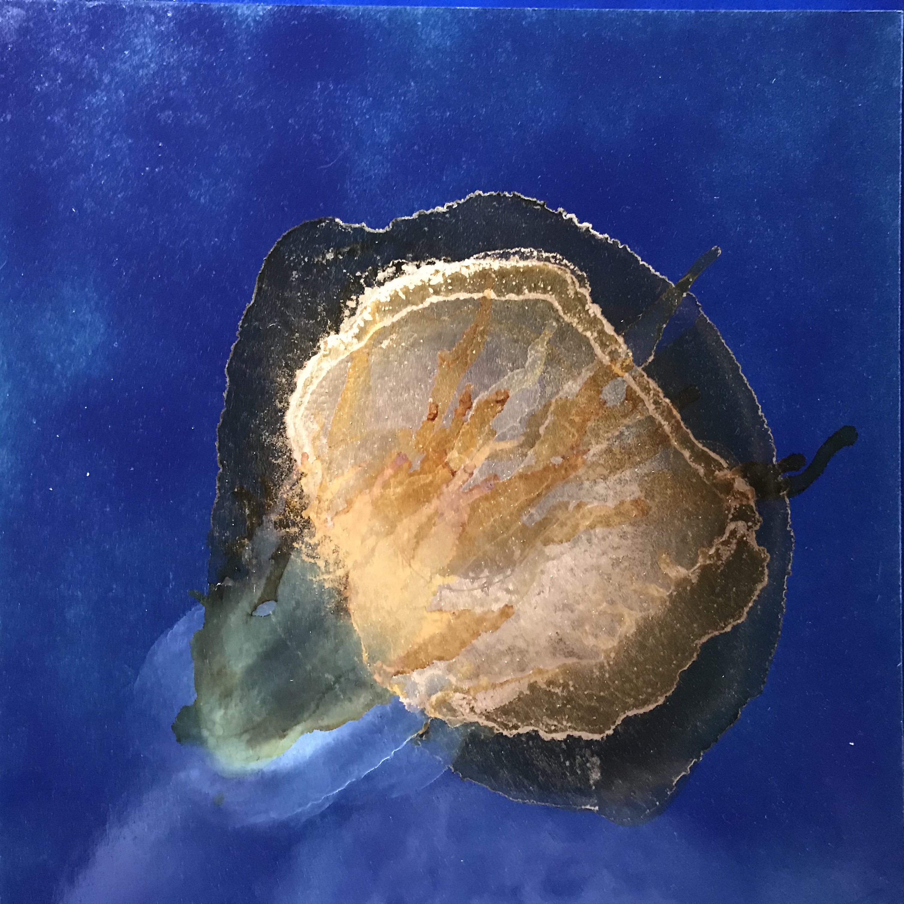 Radiance_2019_40x40cm_ink