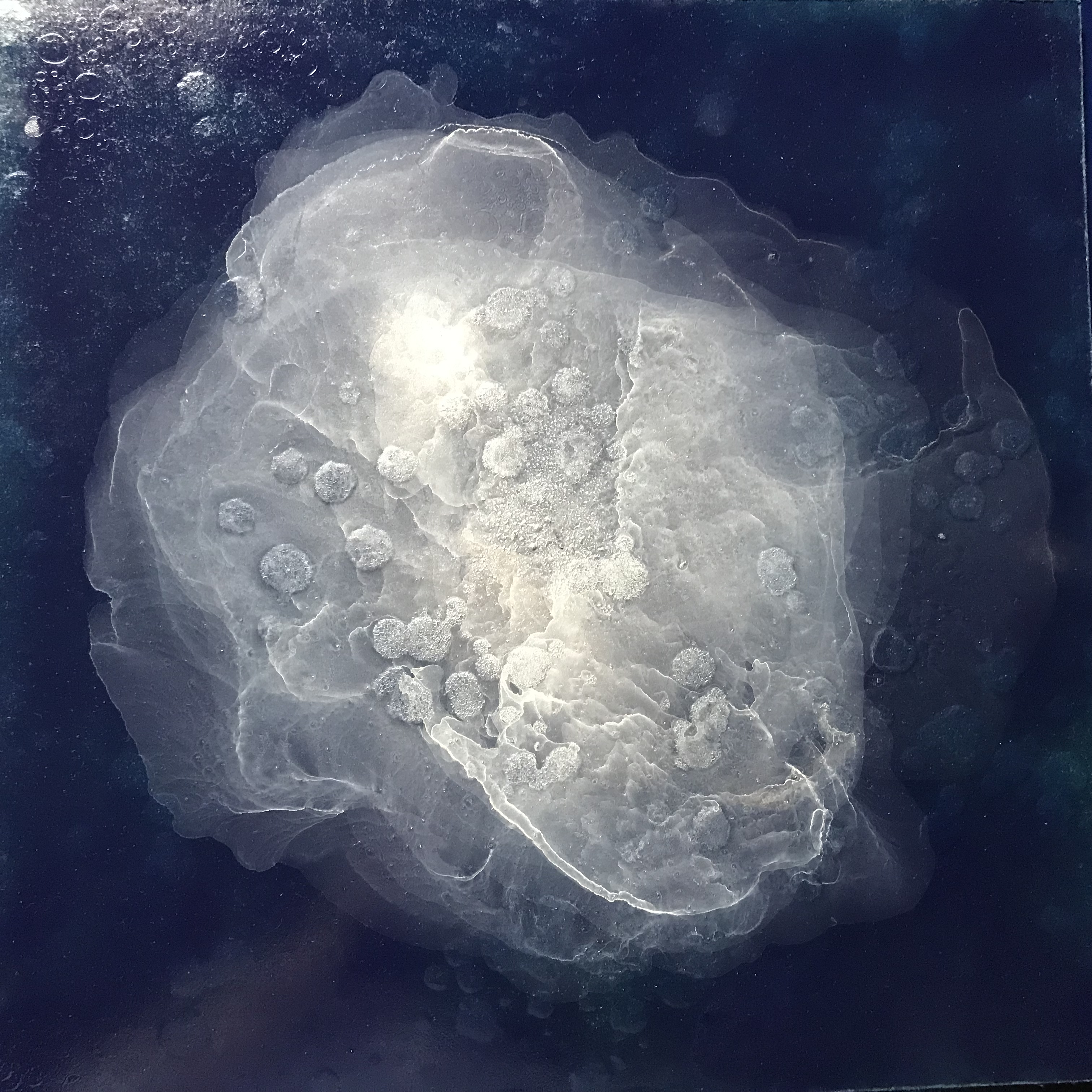 Shine_2019_40x40cm_ink