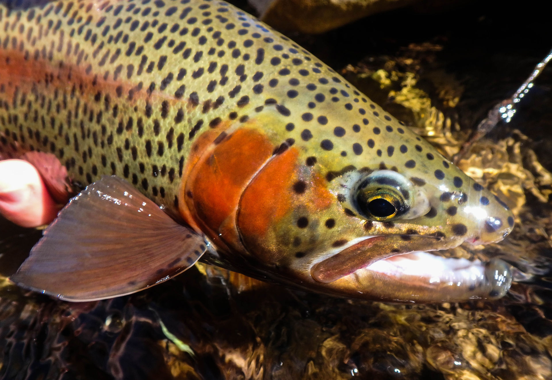 wild rainbow
