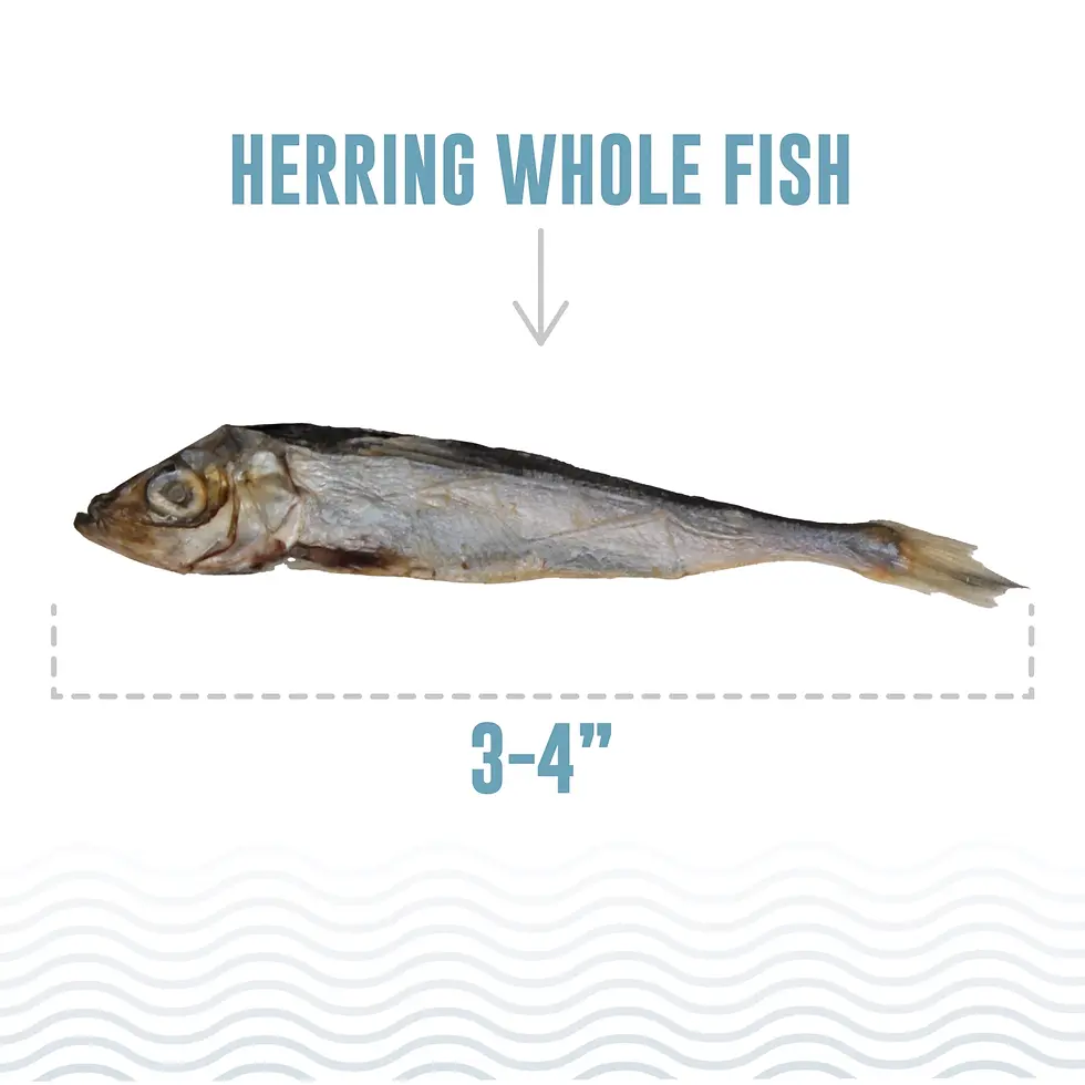 Thumbnail: Icelandic+ Herring Whole Fish Dog Treats – Single-Ingredient, Omega-3 Rich