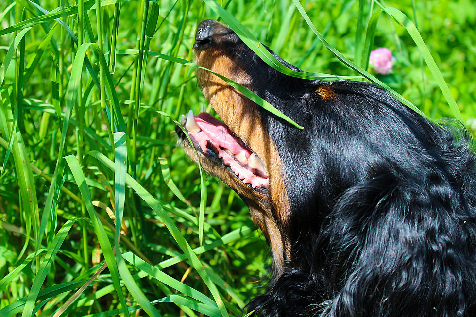 Hund frisst Gras
