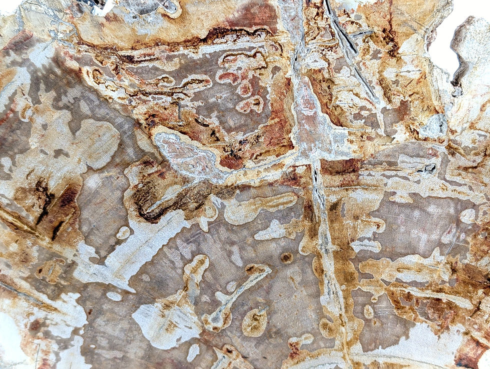 Thumbnail: Raw-edge petrified wood statue with organic contours