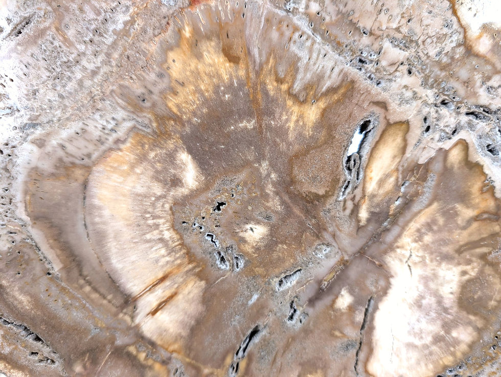 Thumbnail: Standing petrified wood statue displayed on a metal stand