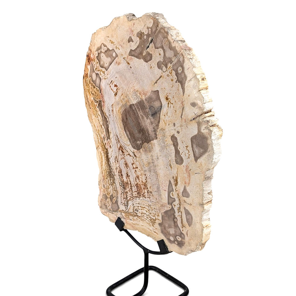 Thumbnail: Petrified wood display piece combining wood character and stone form