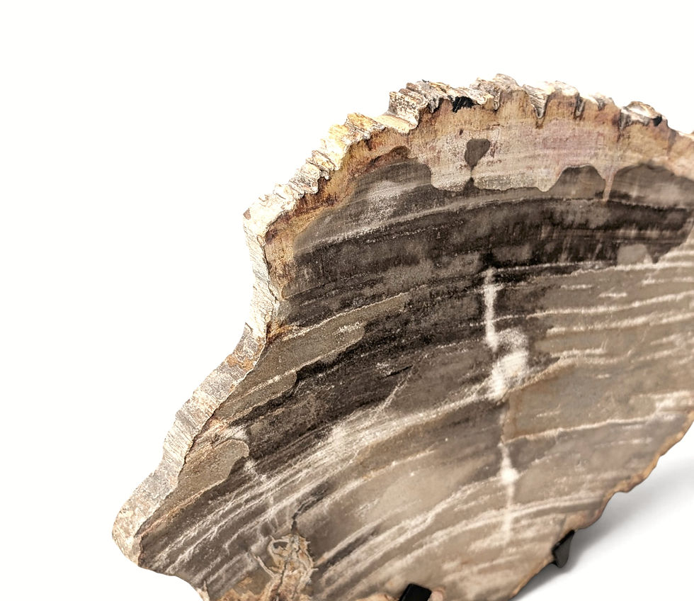 Thumbnail: Polished petrified wood statue with naturally varied coloring