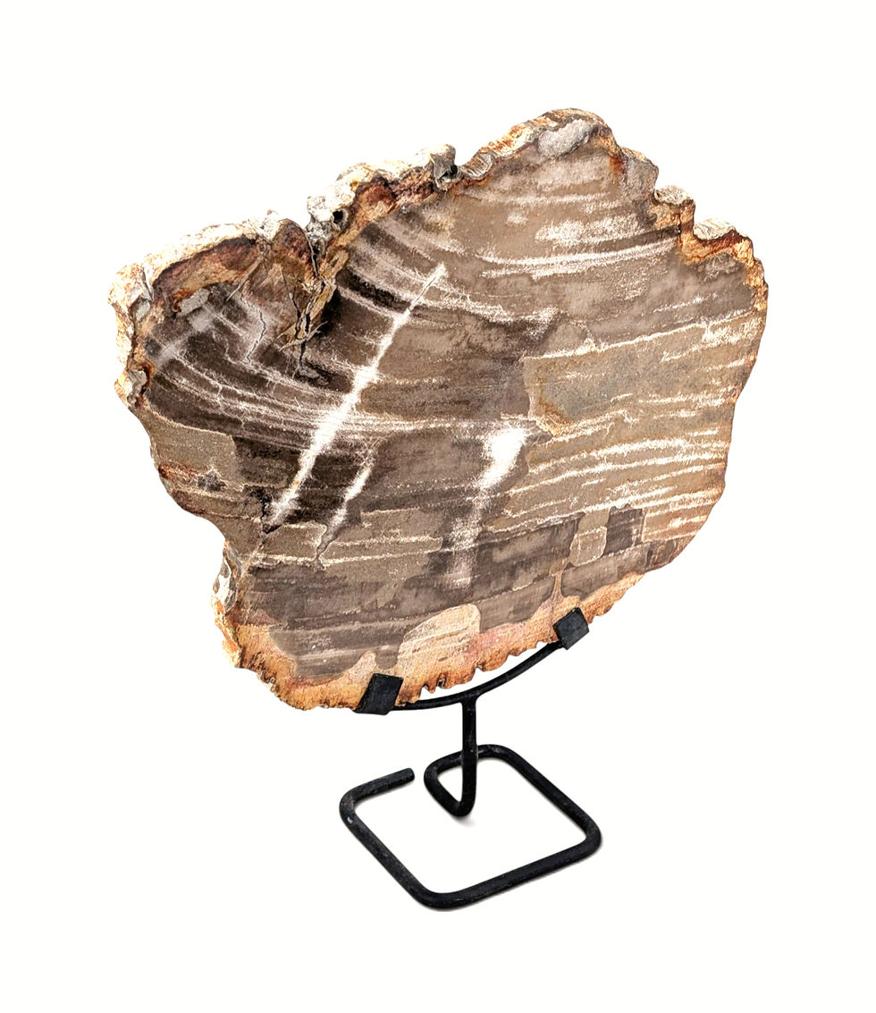 Thumbnail: Standing petrified wood art with a light-catching surface
