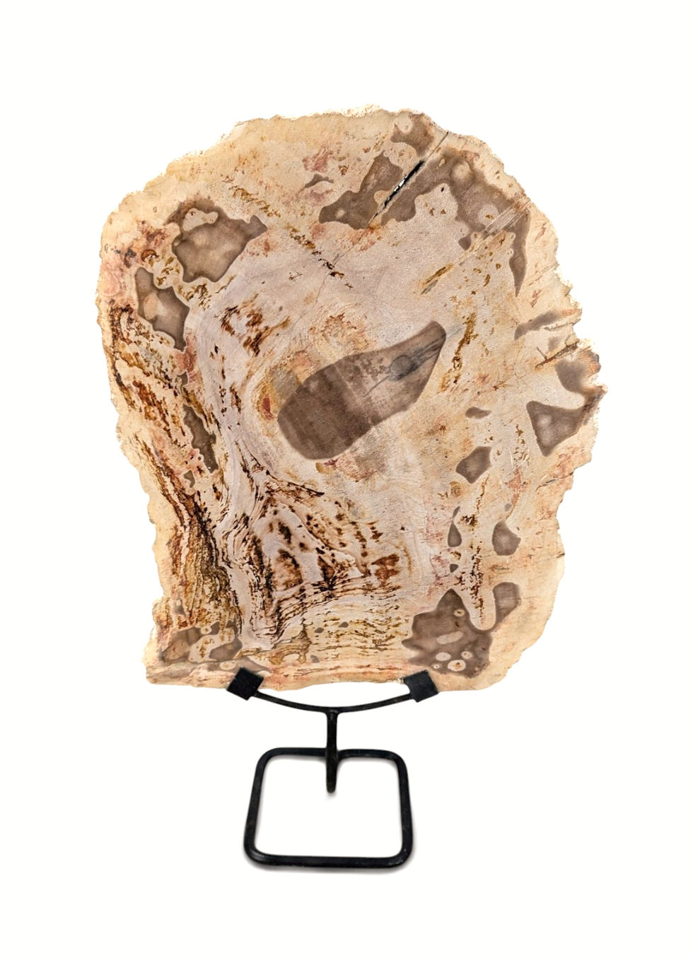 Thumbnail: Standing petrified wood art with a light-catching surface