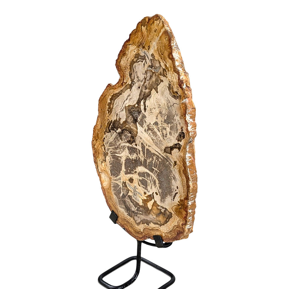 Thumbnail: Standing petrified wood statue displaying naturally varied coloring