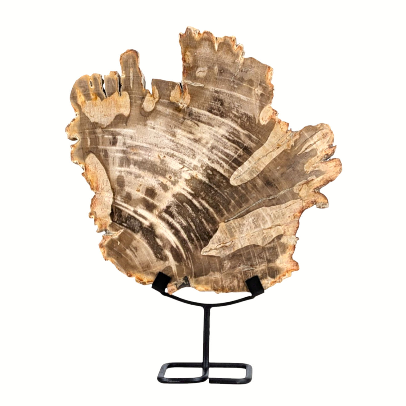 Changing-tone petrified wood statue with irregular surface markings