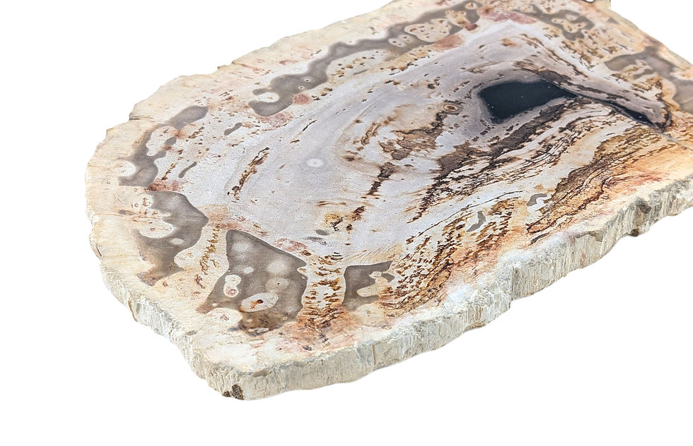 Thumbnail: Slab-cut petrified wood statue displaying individual color variation