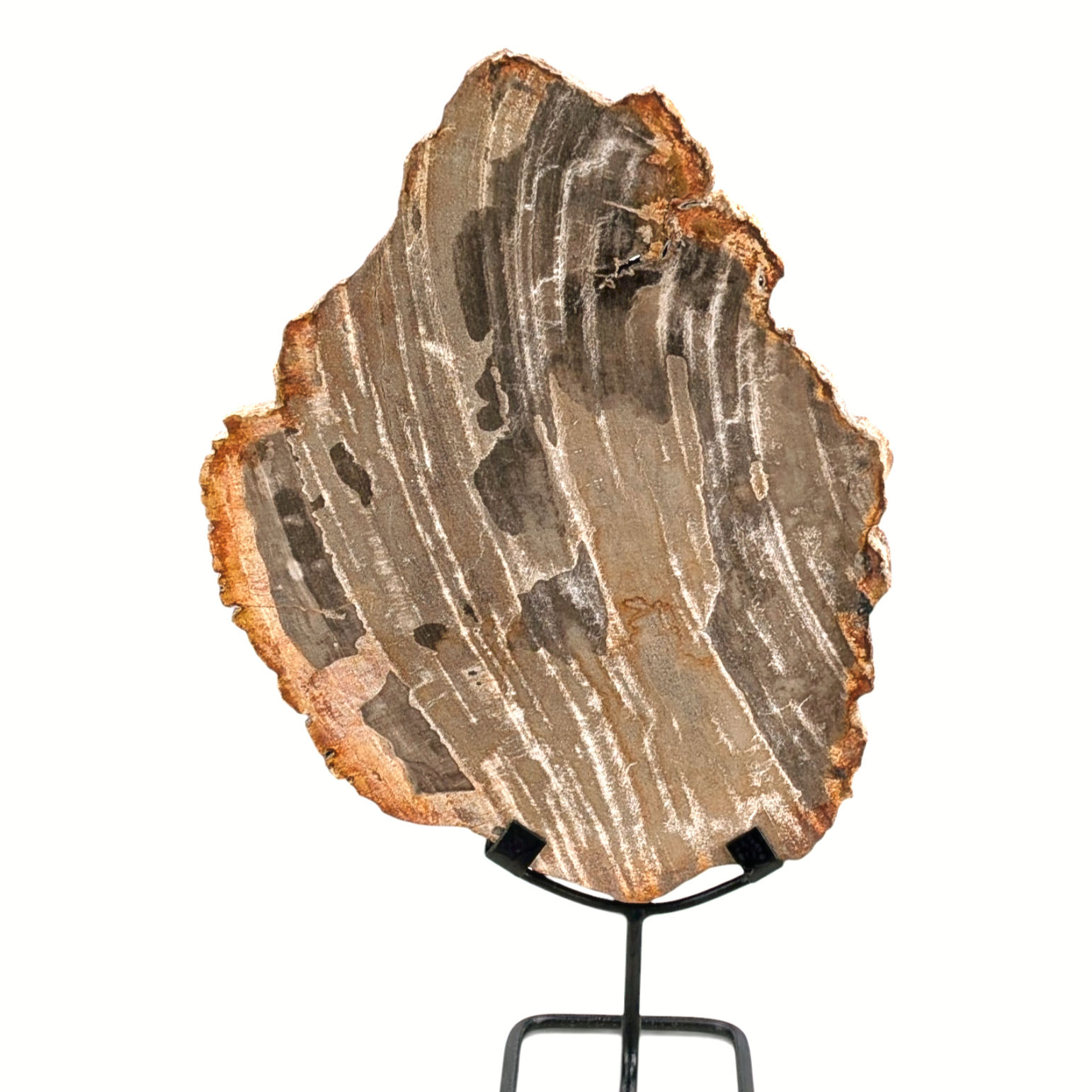 petrified wood sculpture natural grain metal stand