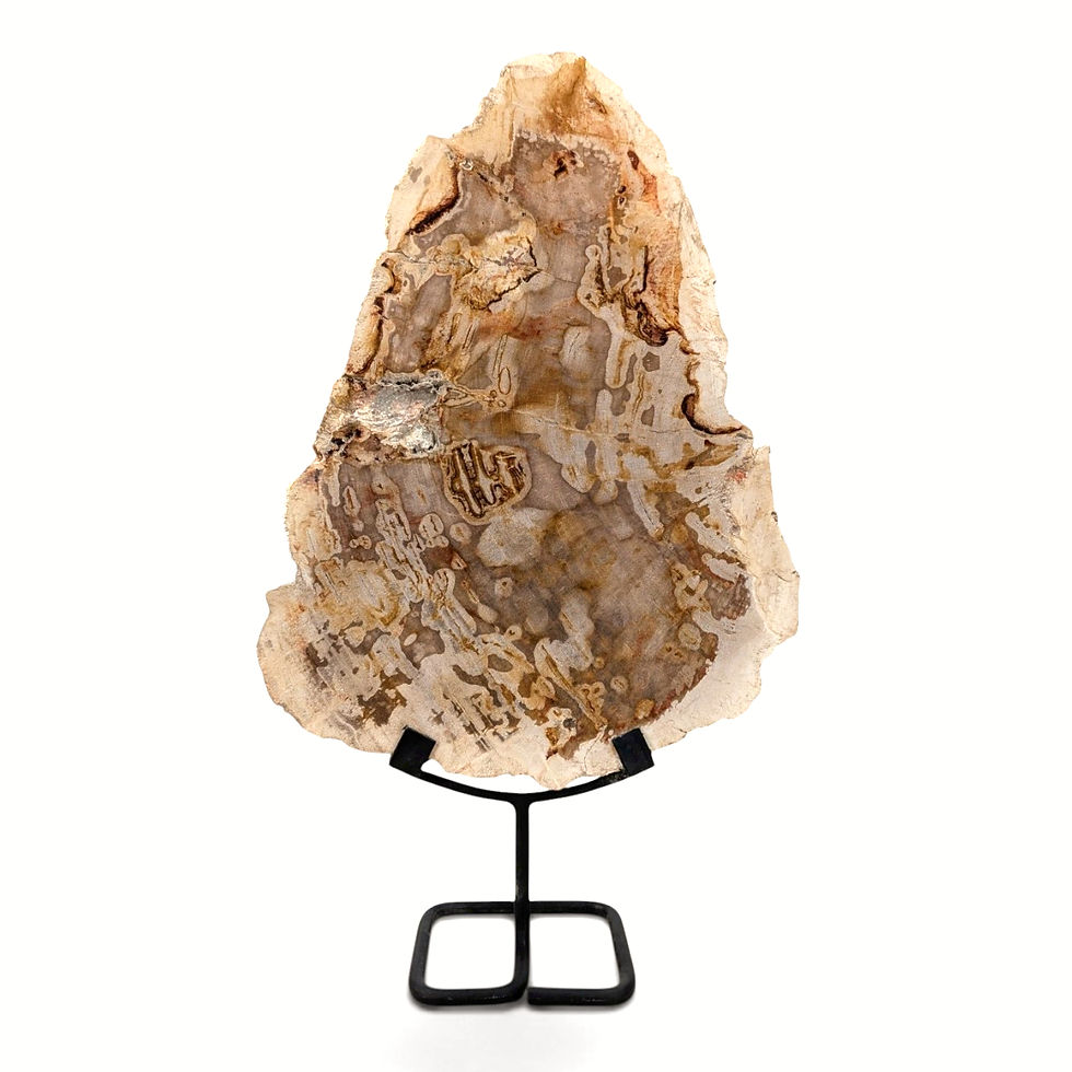 Thumbnail: Metal stand supporting an upright petrified wood sculpture