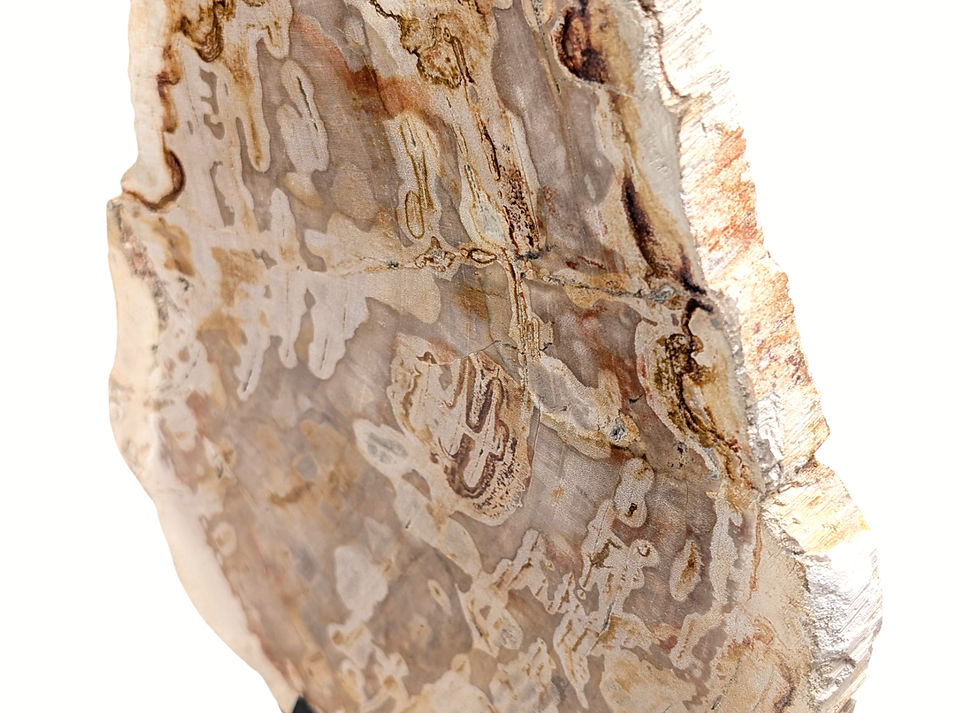 Thumbnail: Standing Petrified Wood Sculpture with a natural live edge