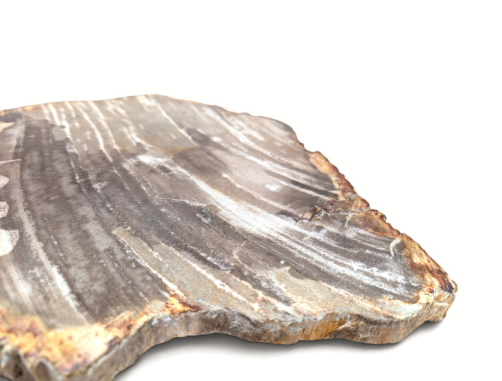 Thumbnail: Petrified wood fossil sculpture displayed in an upright position