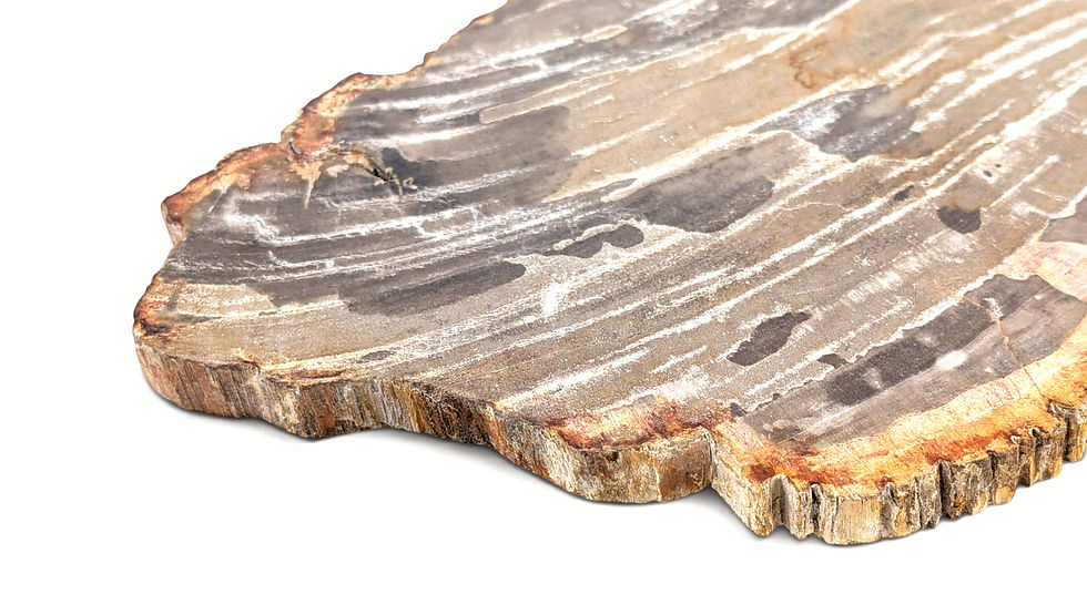 Thumbnail: Earth-toned petrified wood statue with changing surface patterns