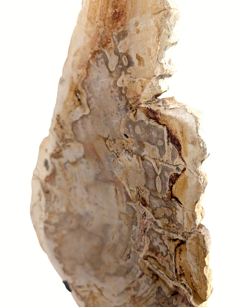 Thumbnail: Standing petrified wood art with a light-catching surface