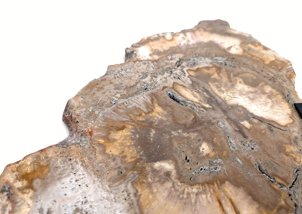Thumbnail: Upright petrified wood sculpture with a naturally irregular edge