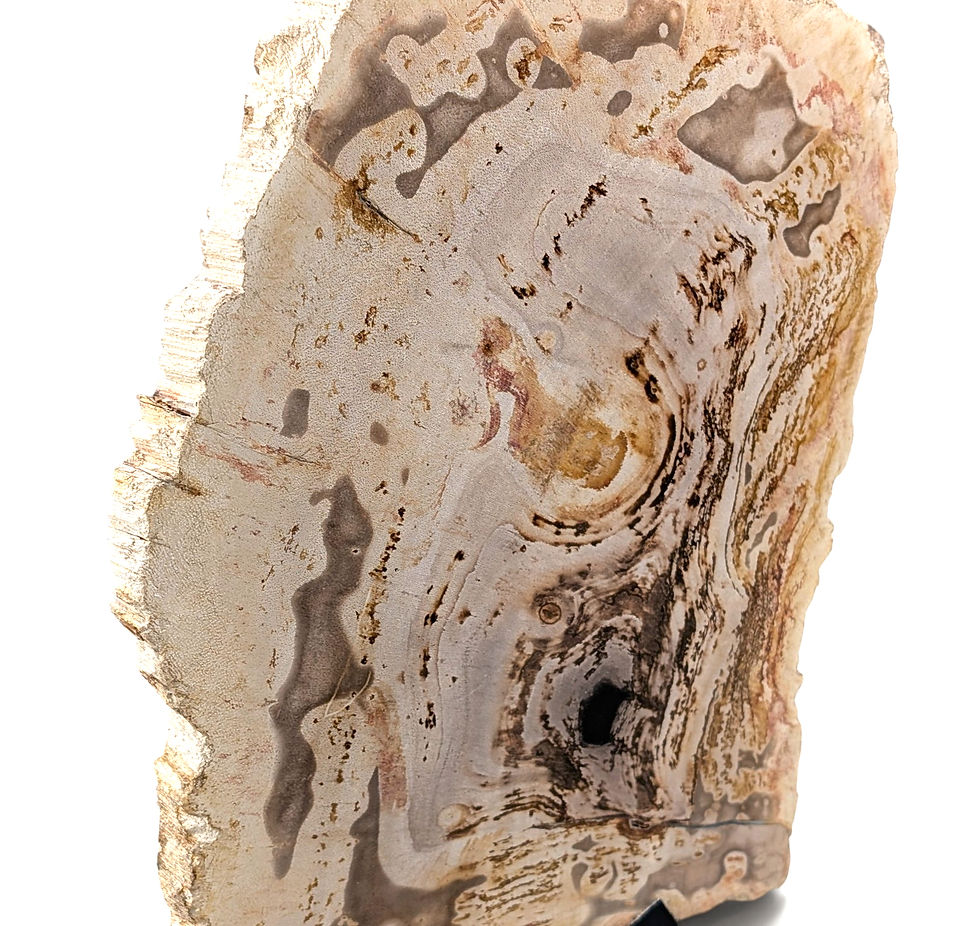 Thumbnail: Natural petrified wood statue with a raw-edge formation