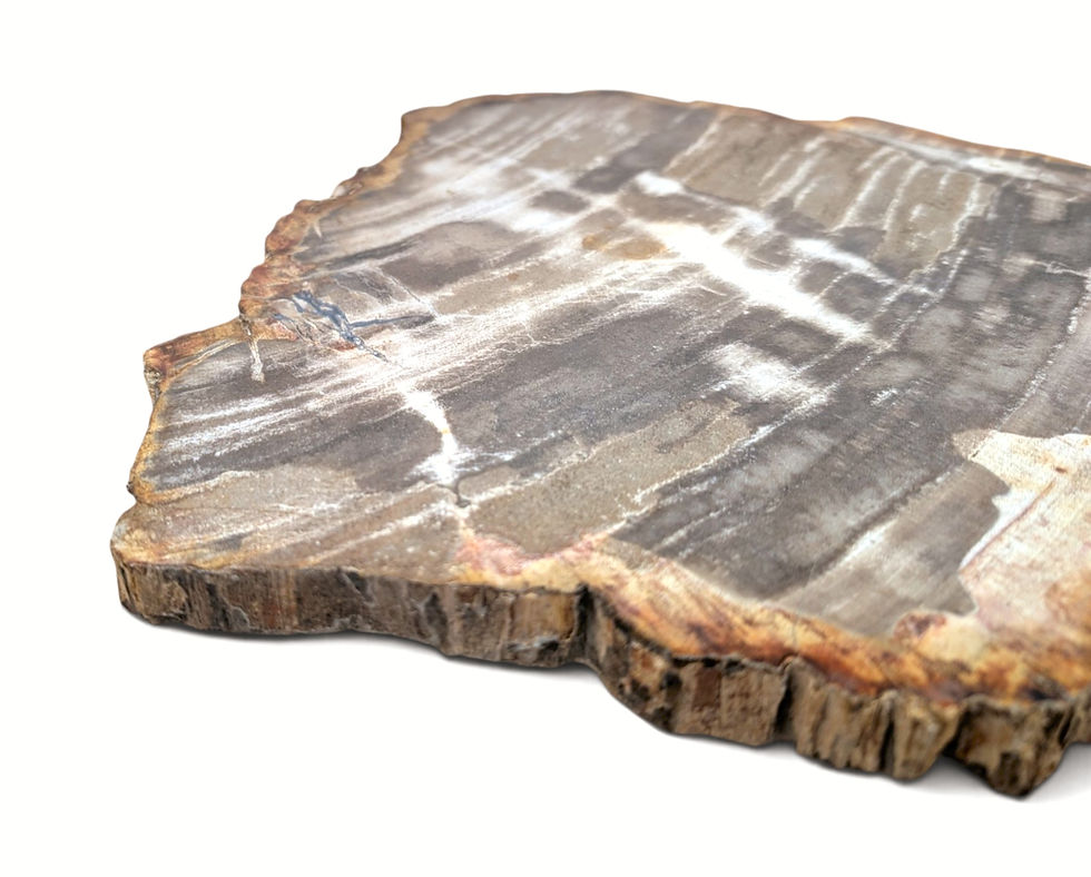 Thumbnail: Natural petrified wood statue with a raw-edge formation