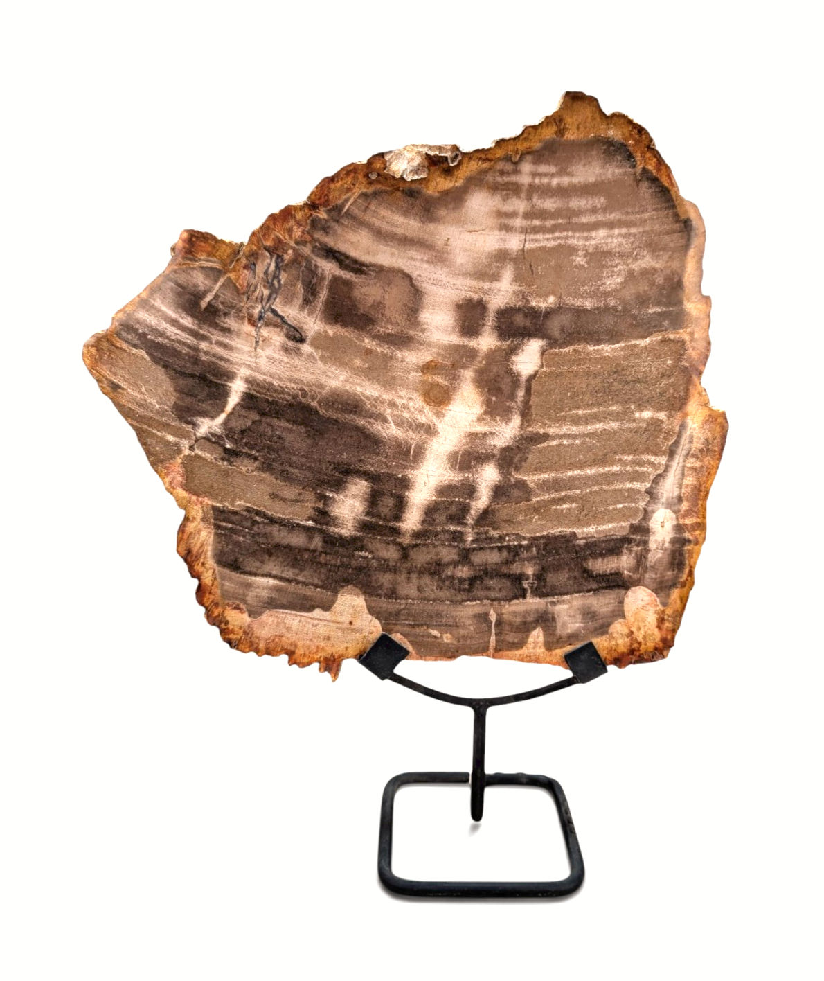 Standing petrified wood art with a light-catching surface