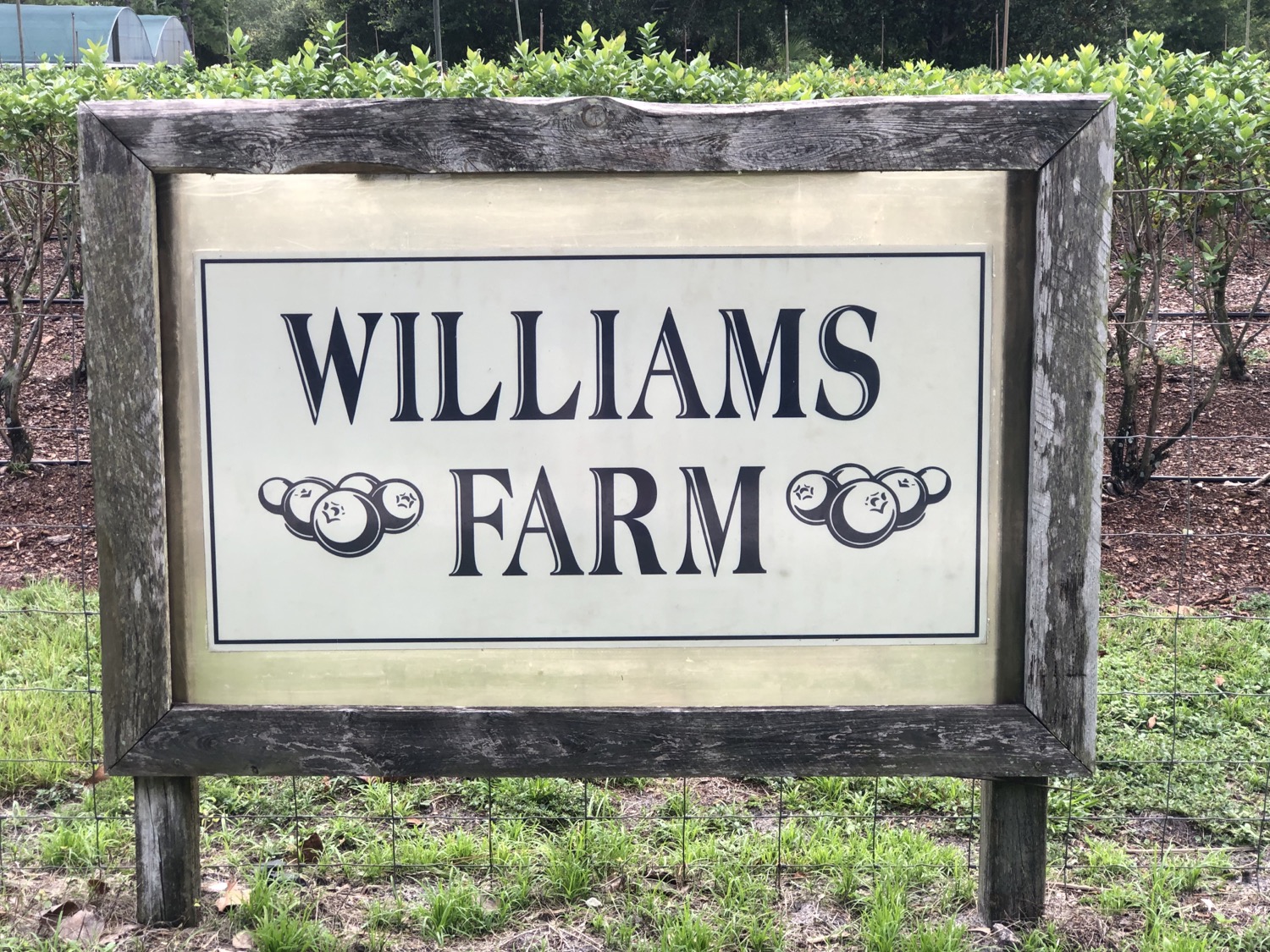 Writer: Williams Blueberry Farm