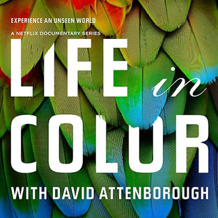 La vie en couleurs de David Attenborough - 2021