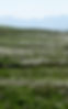 cuillins and bog cotton 31 May_edited.jpg