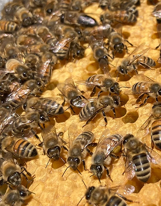 brood.jpg
