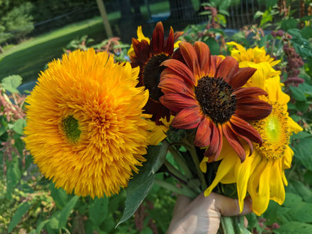 My favorite annuals