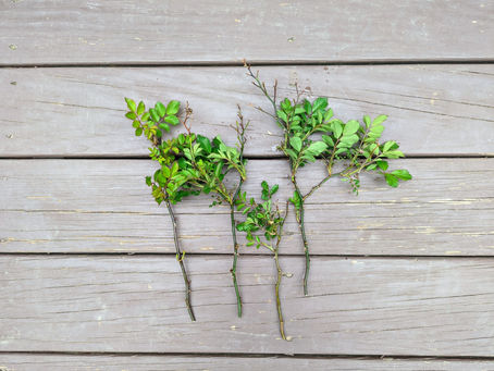Propagating Roses from Cuttings