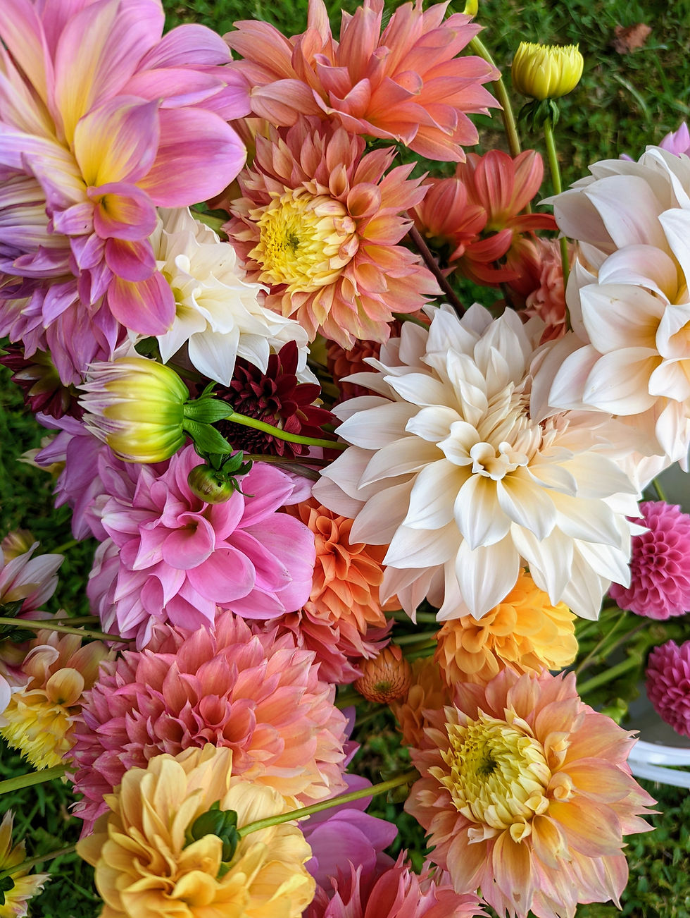 Thumbnail: 2026 Fall Dahlia Subscription {6 bouquets}