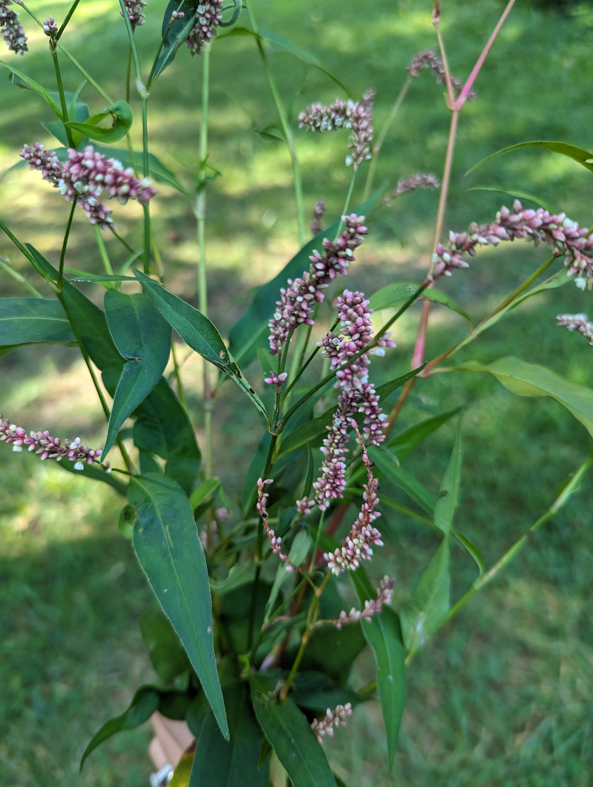 Knotweed