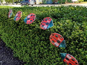 ladybugs WIDE_edited.jpg