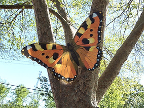 orange butterfly.jpg
