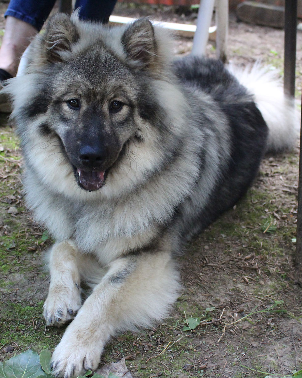 Birka erwachsen.JPG