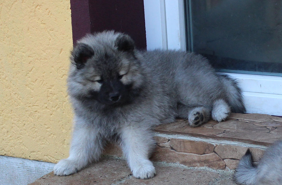 Balto Welpe.JPG